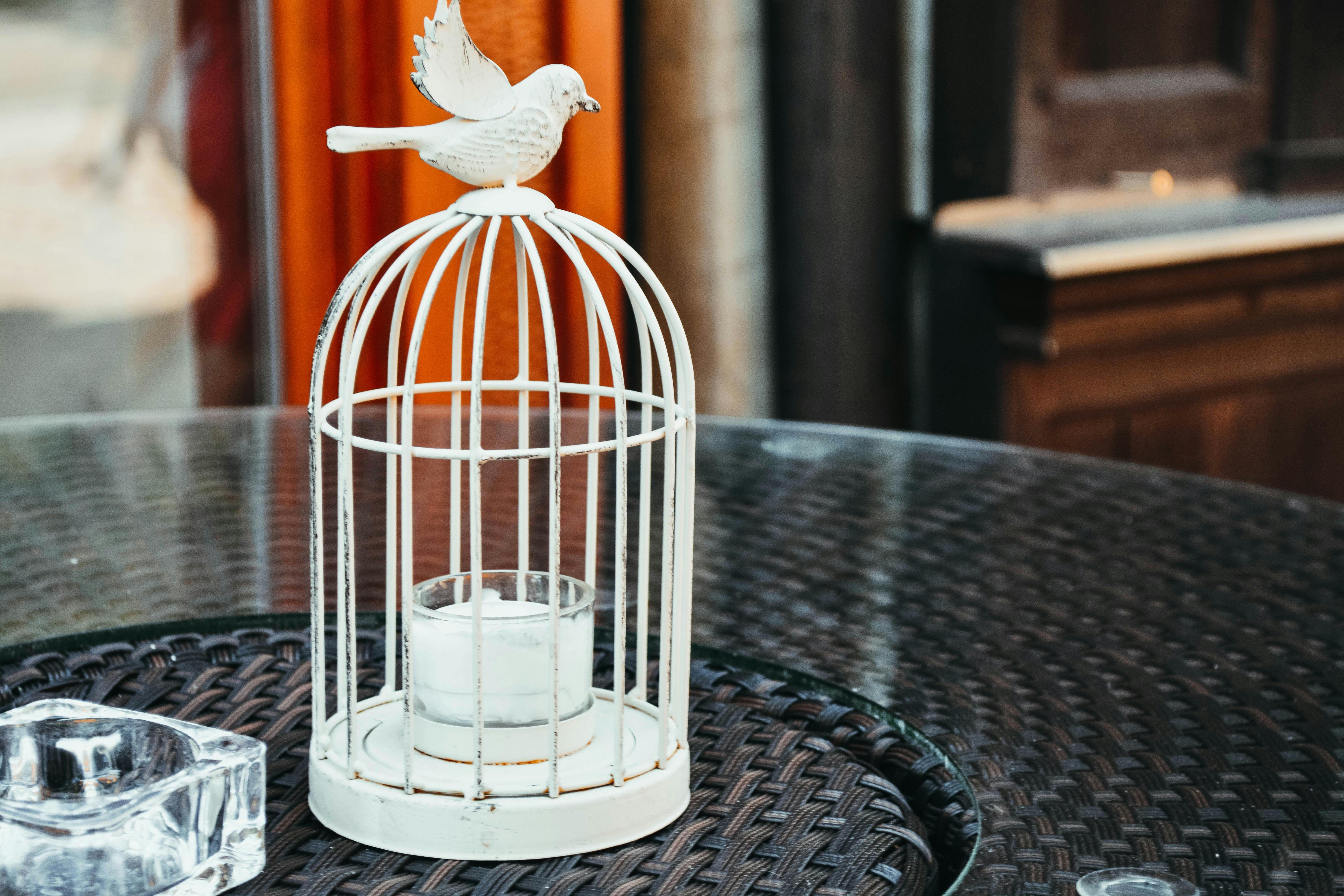 White Bird Cage · Free Stock Photo