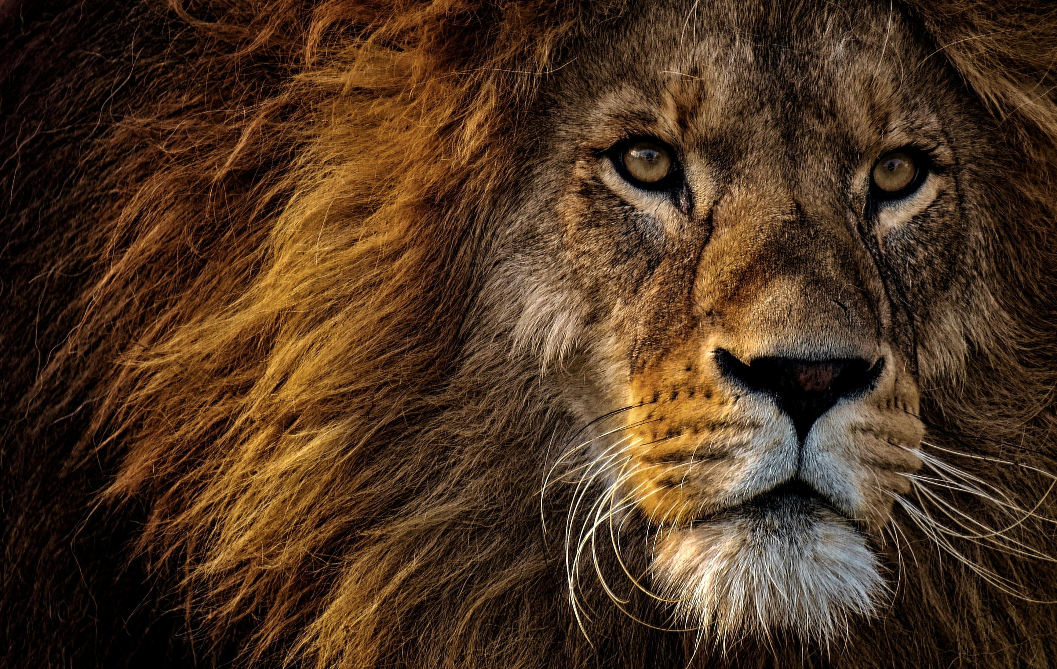 ライオンの頭のクローズアップ写真 無料の写真素材