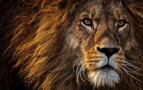 Close-up Photo of Lion's Head