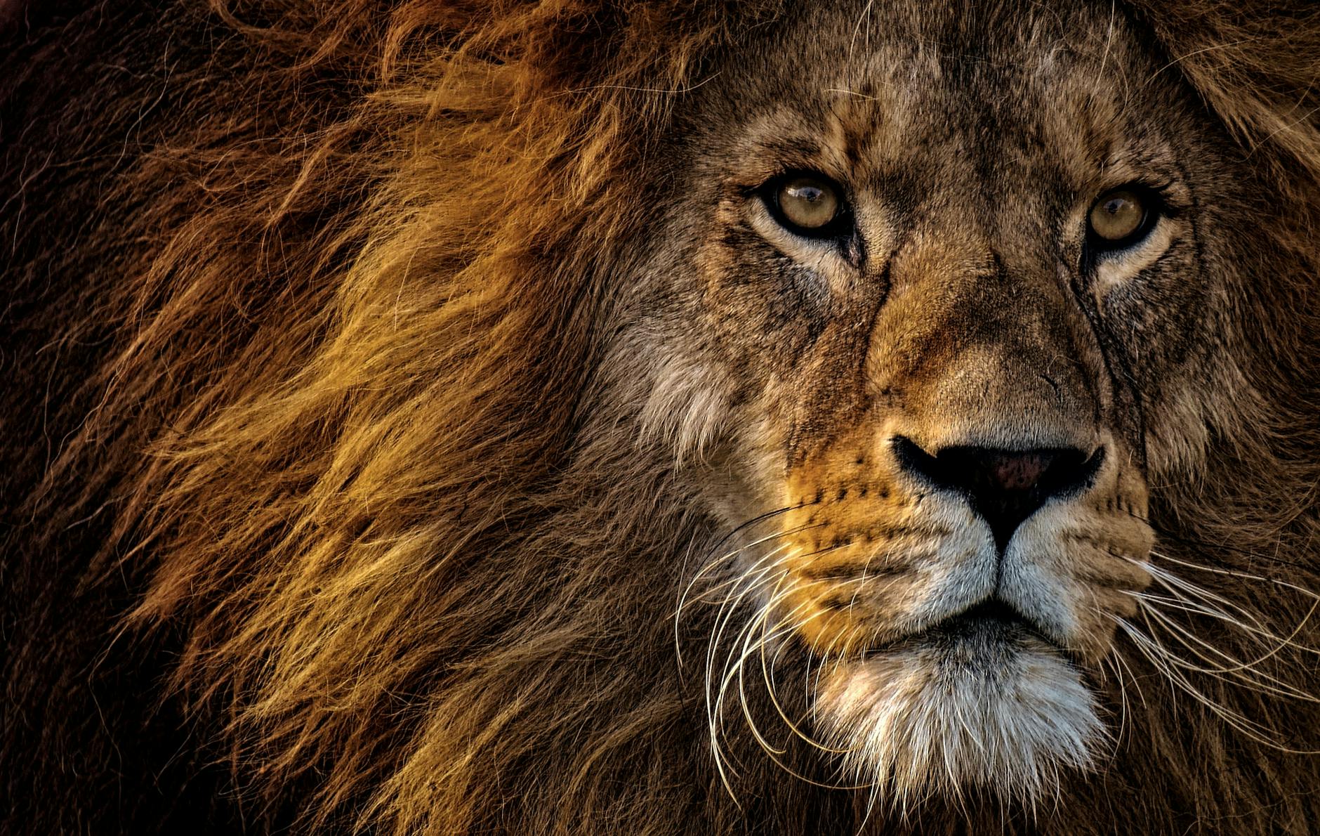 أجمل صور الاسود | Lions Photos Pexels-photo-2220336