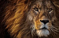 在自然光线下，一张凶猛狮子的特写肖像展现了它雄伟的鬃毛和有力的表情