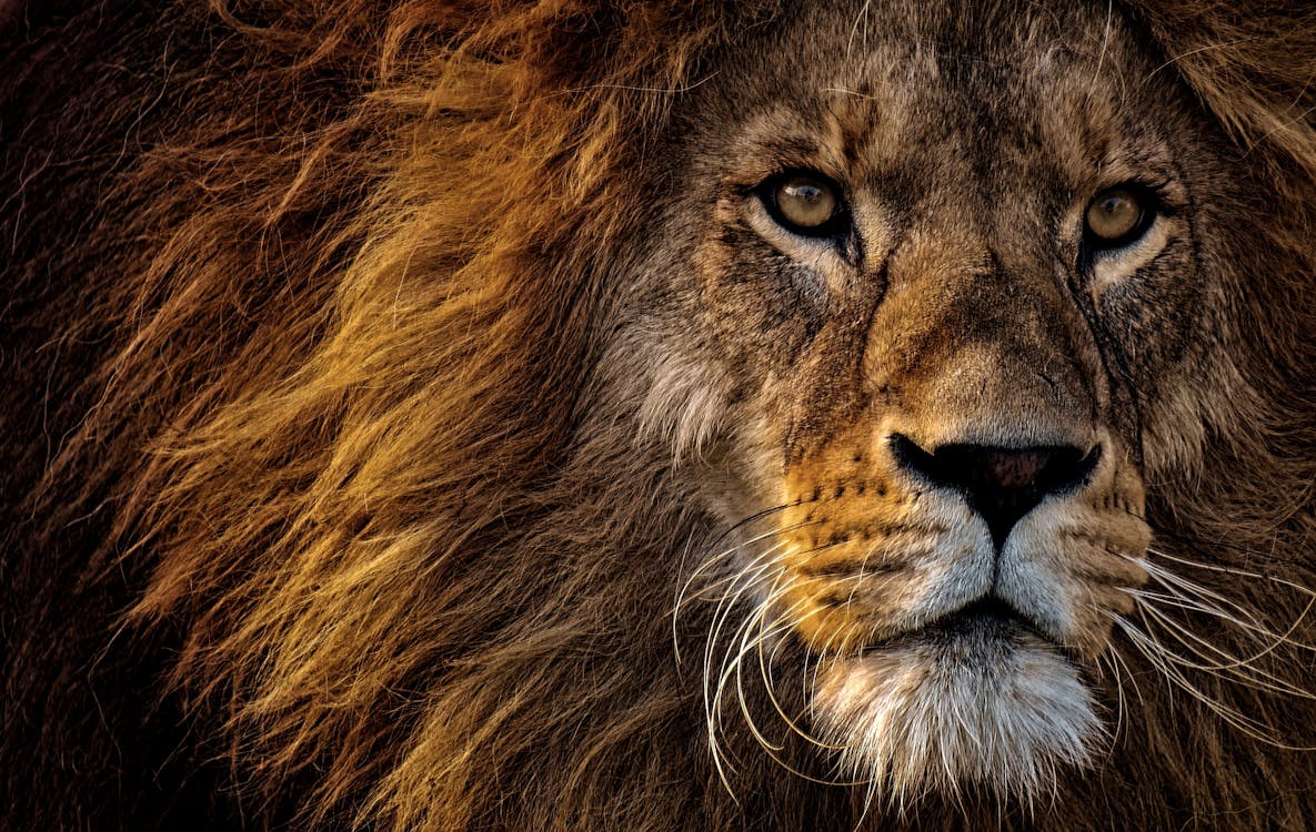 Крупным планом фото головы льва