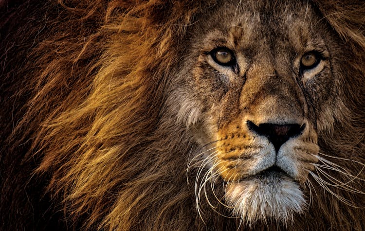 Close-up Photo Of Lion's Head