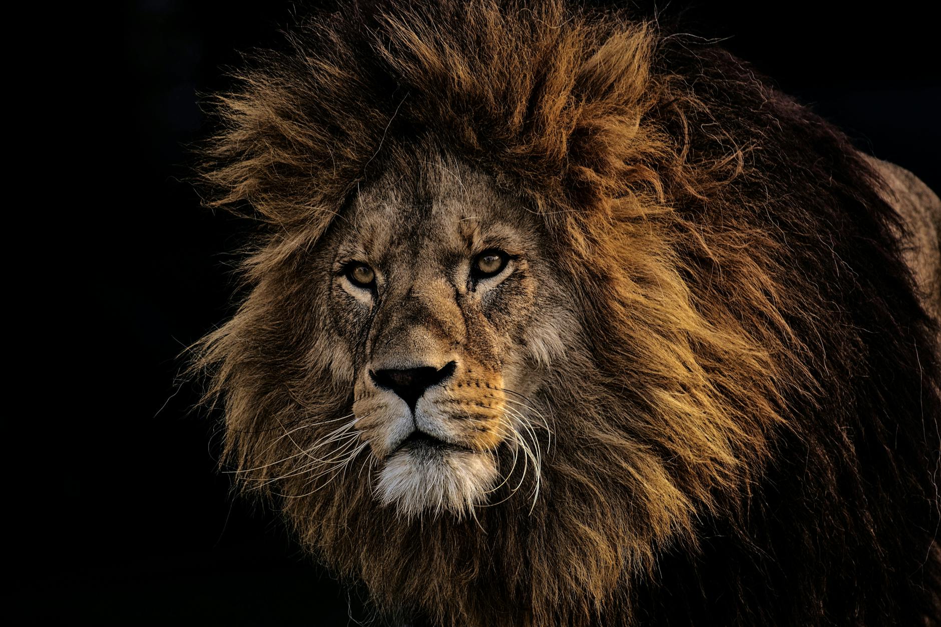 أجمل صور الاسود | Lions Photos Pexels-photo-2220337