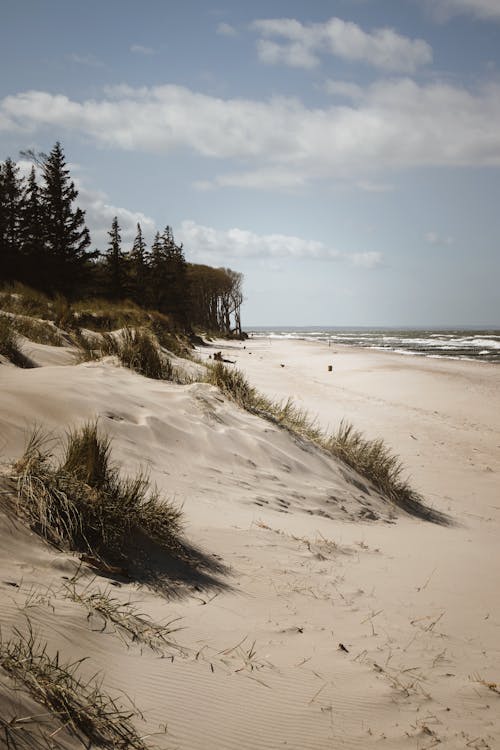 A sandy beach with trees and sand dunes