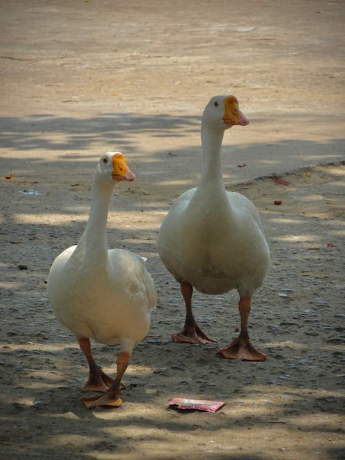 Two white ducks standing on a dirt road