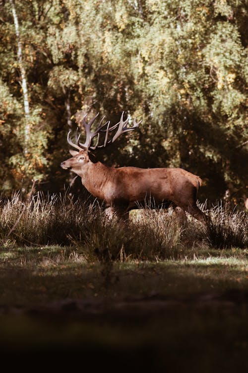 A large deer is walking through the woods