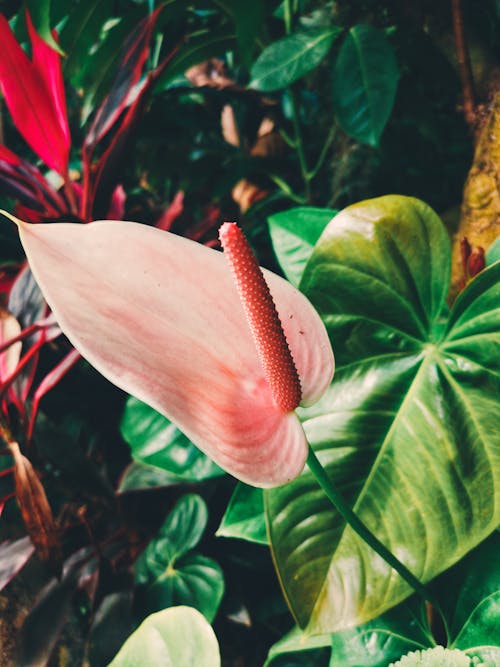 Gratis lagerfoto af baggrund, blade, blomster