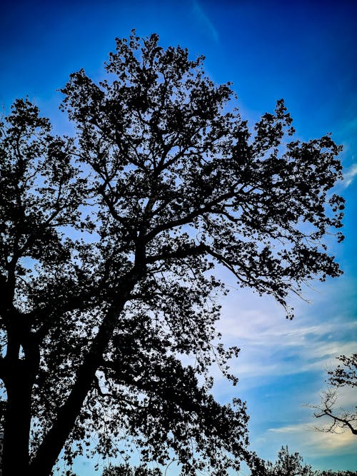 Gratis lagerfoto af baggrund, blå baggrund, blå himmel