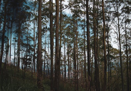 Landschapsfotografie Van Groenbladige Bomen