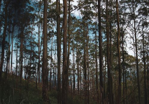 Free Serene forest scene with towering evergreen trees under a clear blue sky. Stock Photo