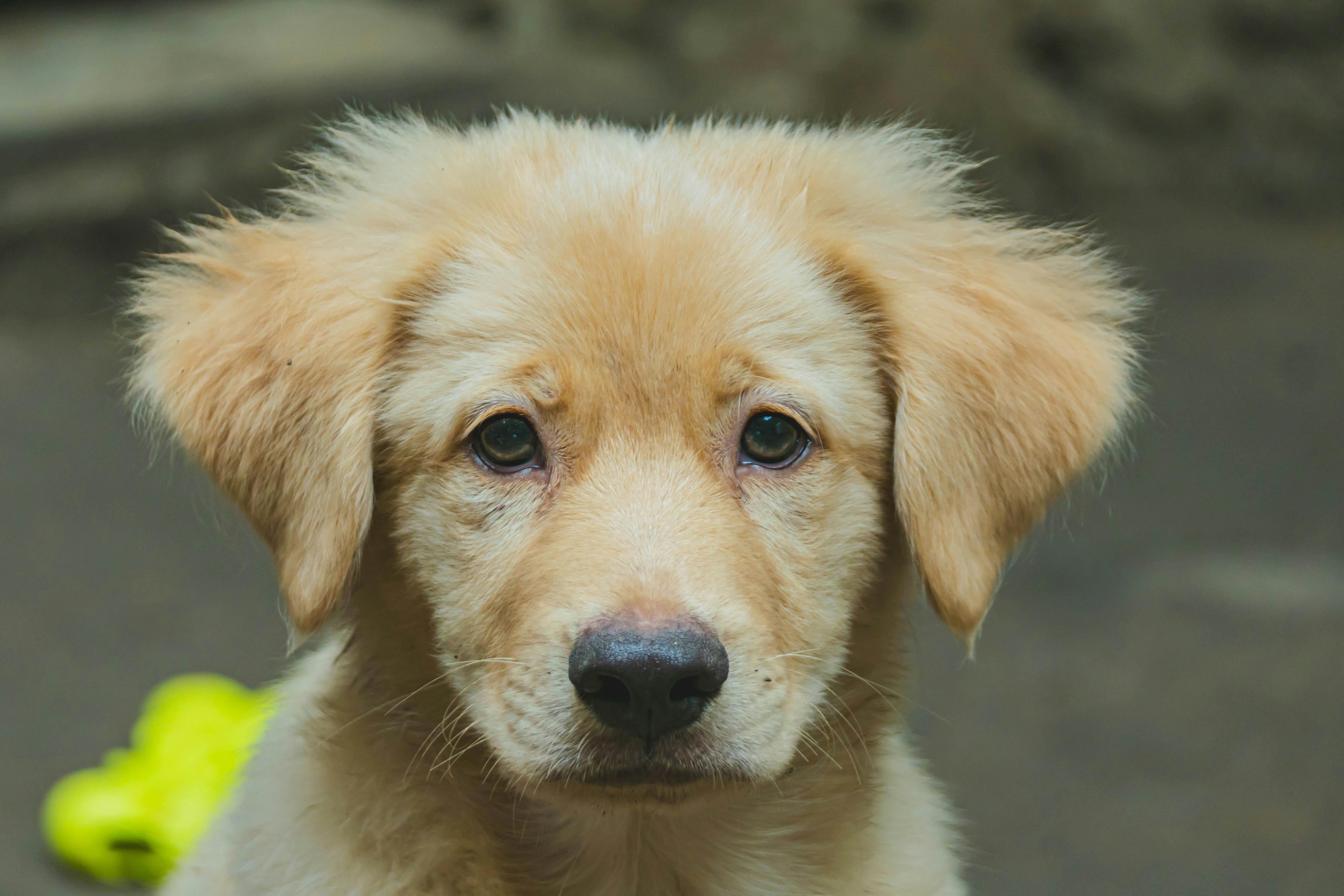 Pet care: Solving puppy tooth troubles and grooming gaffes — Photo by Armando  H2 on Pexels