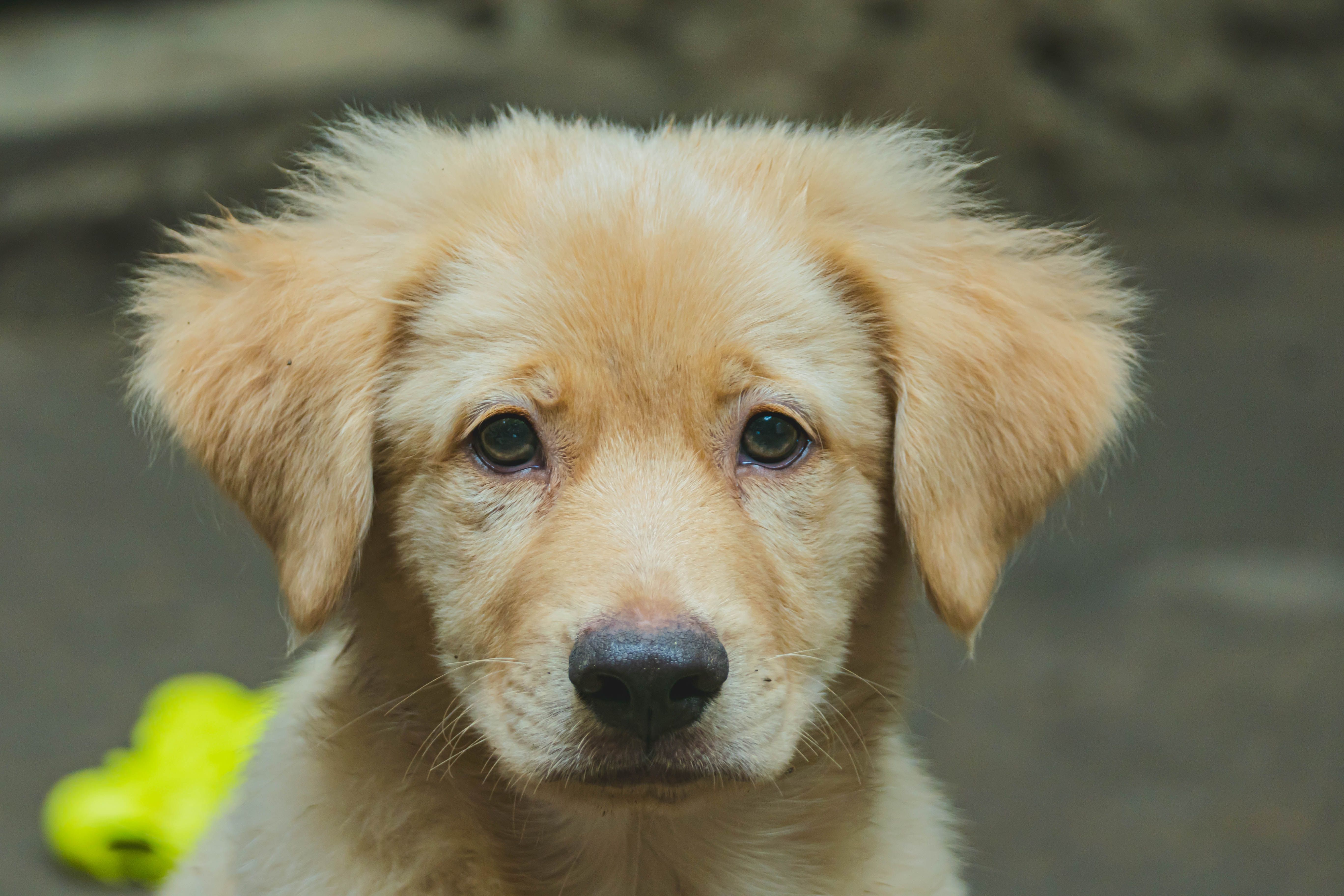 Close-up of a Cute Golden Retriever Puppy · Free Stock Photo