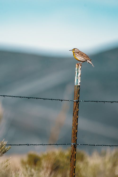 Free Brown Bird on Selective Focus Photography Stock Photo