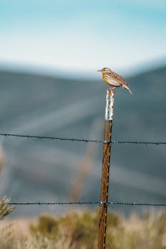 户外，一只鸟停在生锈的栅栏上，背景模糊