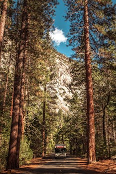 一辆巴士行驶在优胜美地山谷的林间道路上，四周高耸的树木和群山环绕