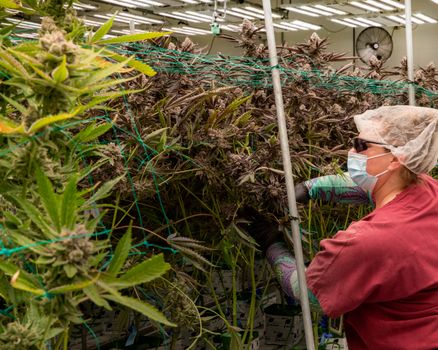 Unlock Your Career: Cannabis Jobs California Guide