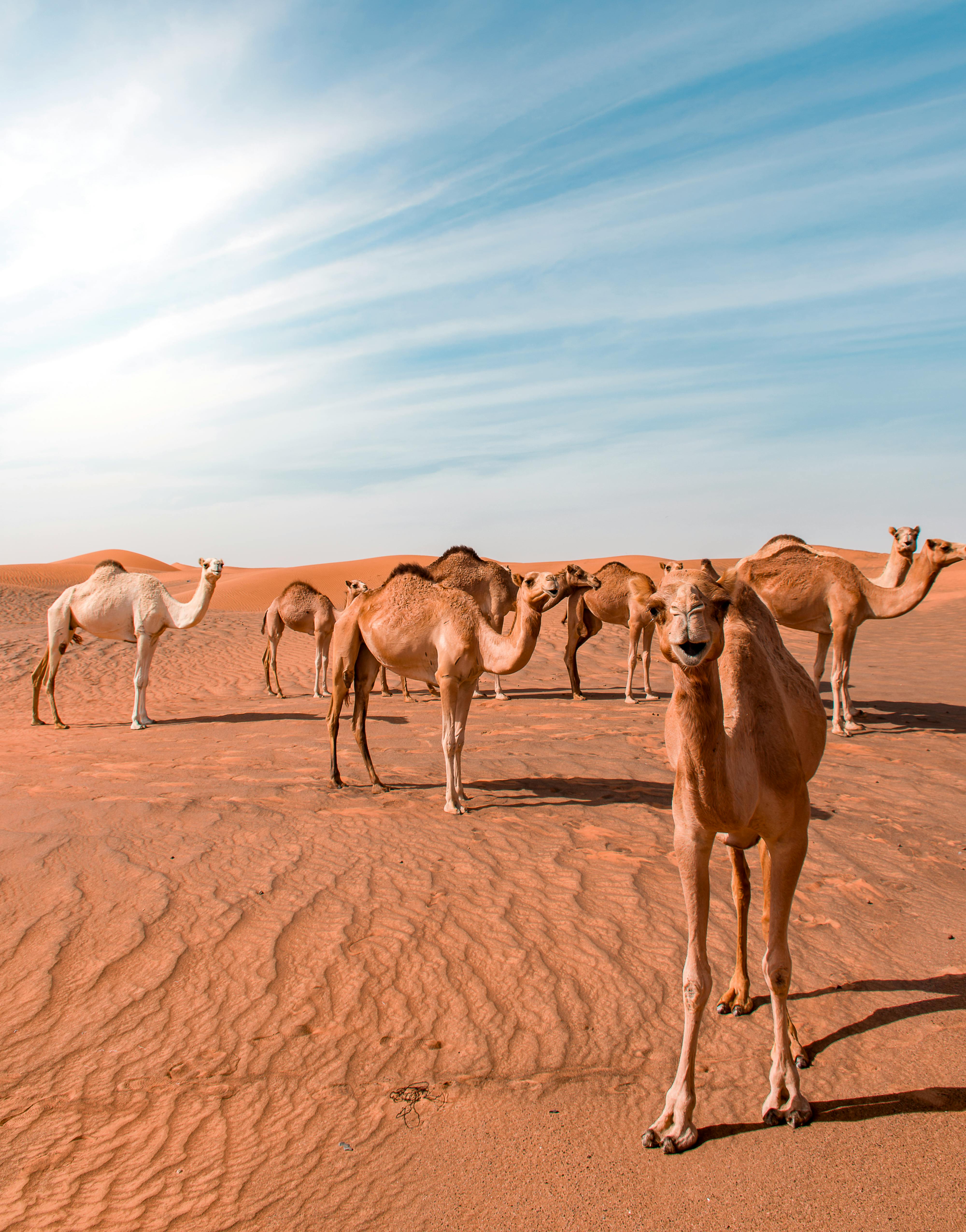 Bunch of Camels in Desert Dune