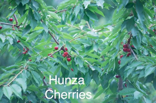 Free stock photo of beauty in nature, beauty of pakistan, cherries Stock Photo