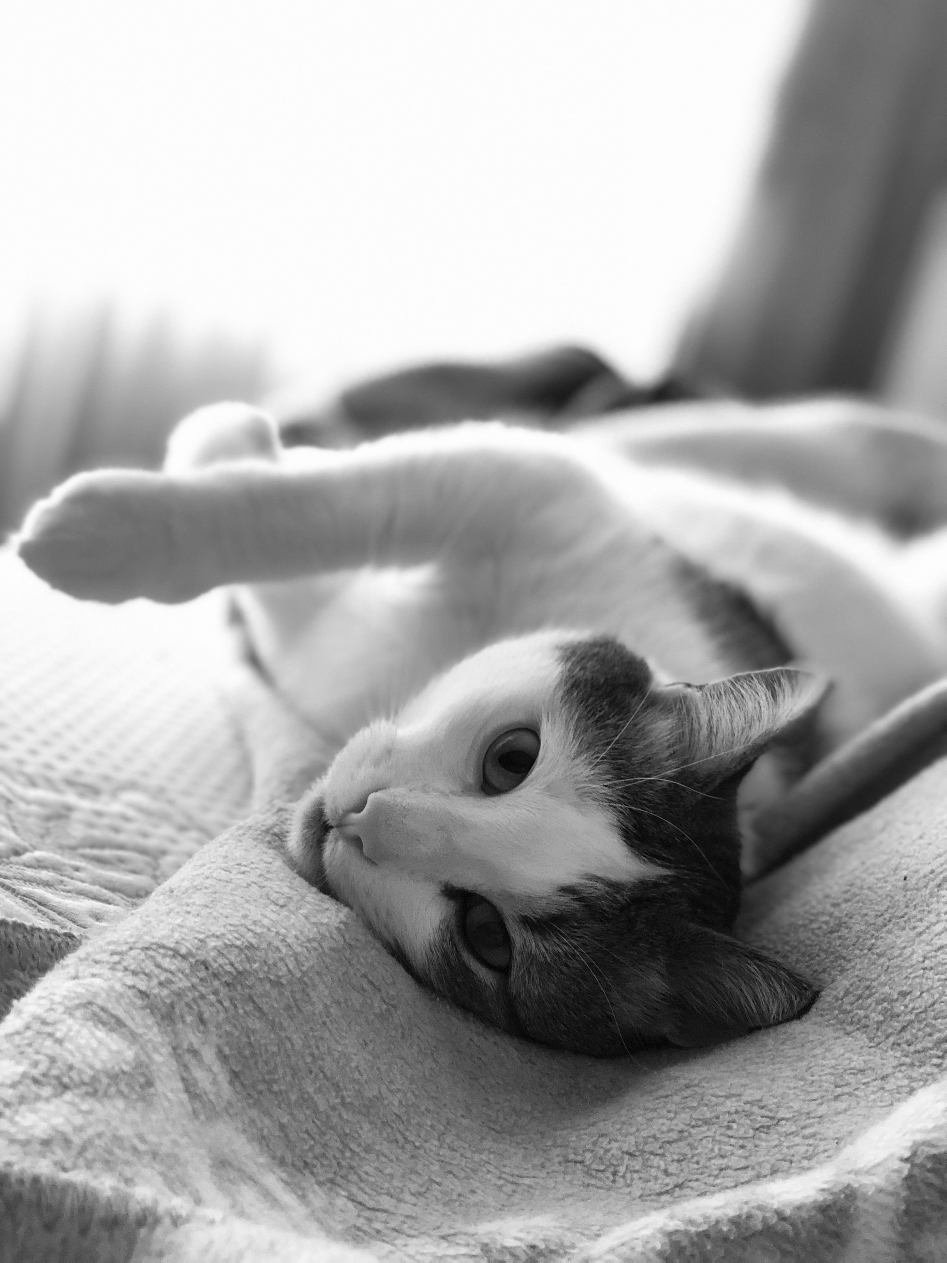 Black and white photo of a playful kitten lounging indoors, captured in Türkiye.