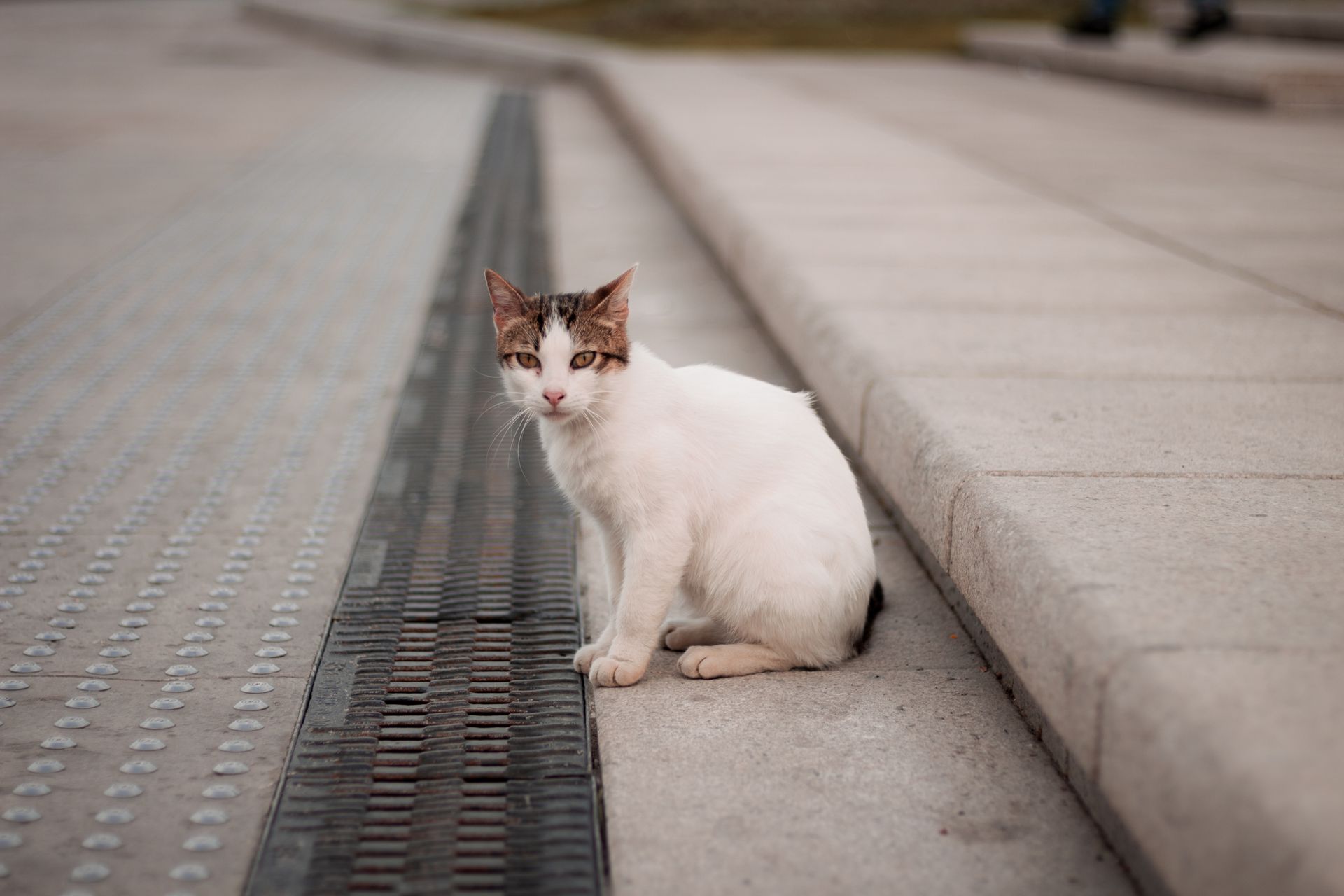 A stray cat sits on a city street curb, displaying a keen expression.