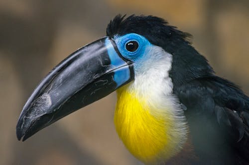 Sluit De Weergave Van Neushoornvogel