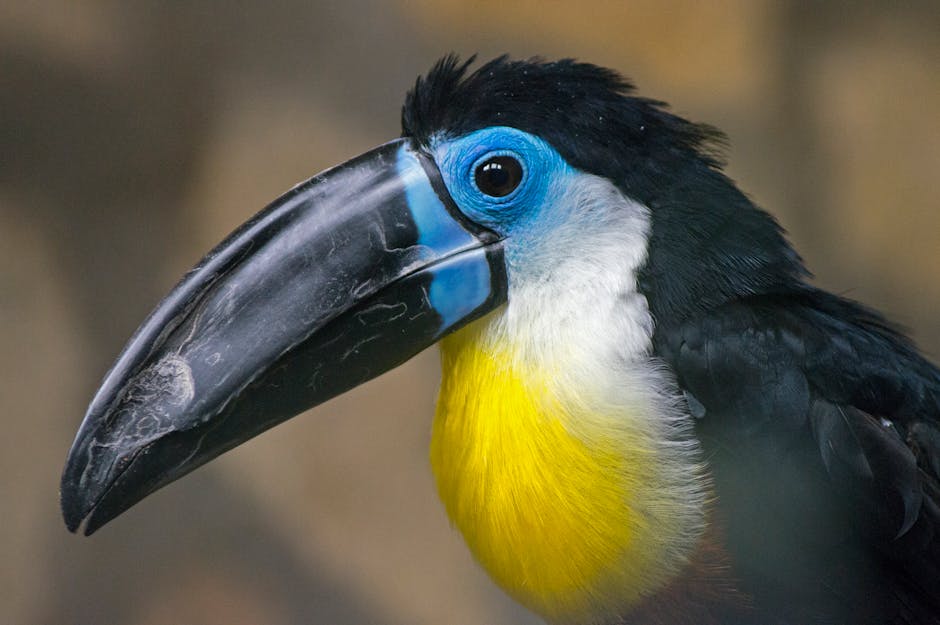 Close-up portrait of a toucan with a colorful beak and vibrant feathers in daylight.