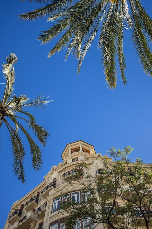 Look Up at Spanish Architectural Building with Palms in Valencia