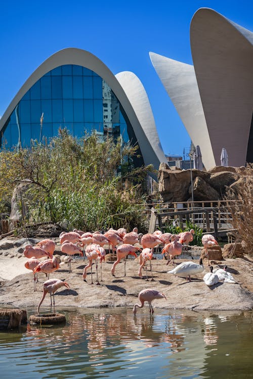 Group of Flamingos with Modern Building in Valencia