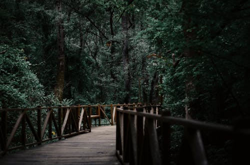 Holzbrücke Zwischen Bäumen