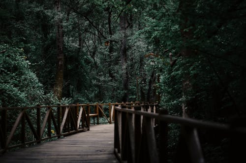 Pont En Bois Entre Les Arbres