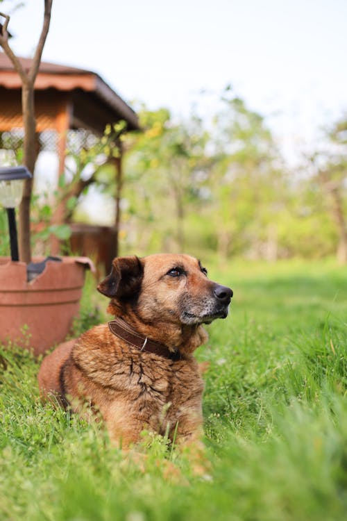 動物, 友誼, 可愛 的 免費圖庫相片