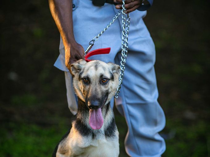 Security dog handler standing with a trained German Shepherd on a leash
