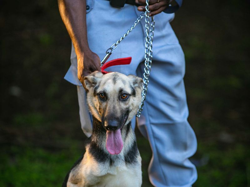 Security dog handler standing with a trained German Shepherd on a leash