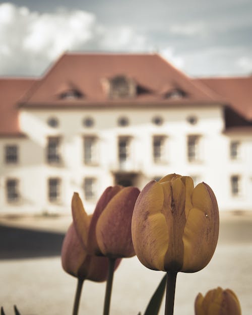 Darmowe zdjęcie z galerii z oranienburg, pałac, pałac w oranienburgu