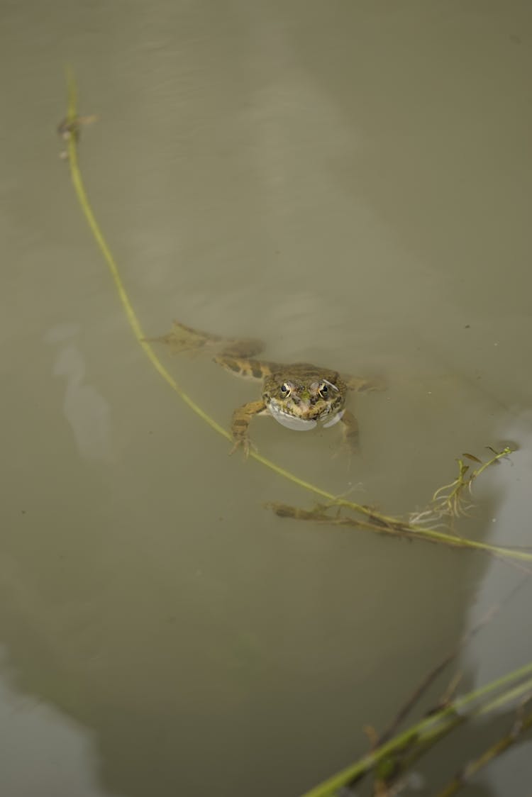 A Frog In Water 