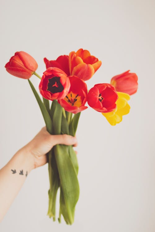 Rode En Gele Papaver Bloemen Op Menselijke Linkerhand