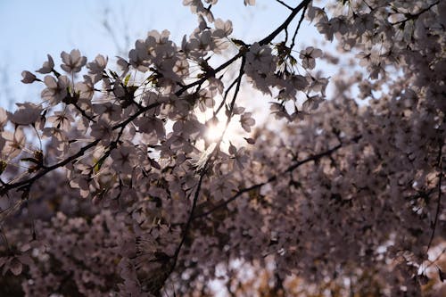 Immagine gratuita di corea, fiore di ciliegio, fiore primaverile