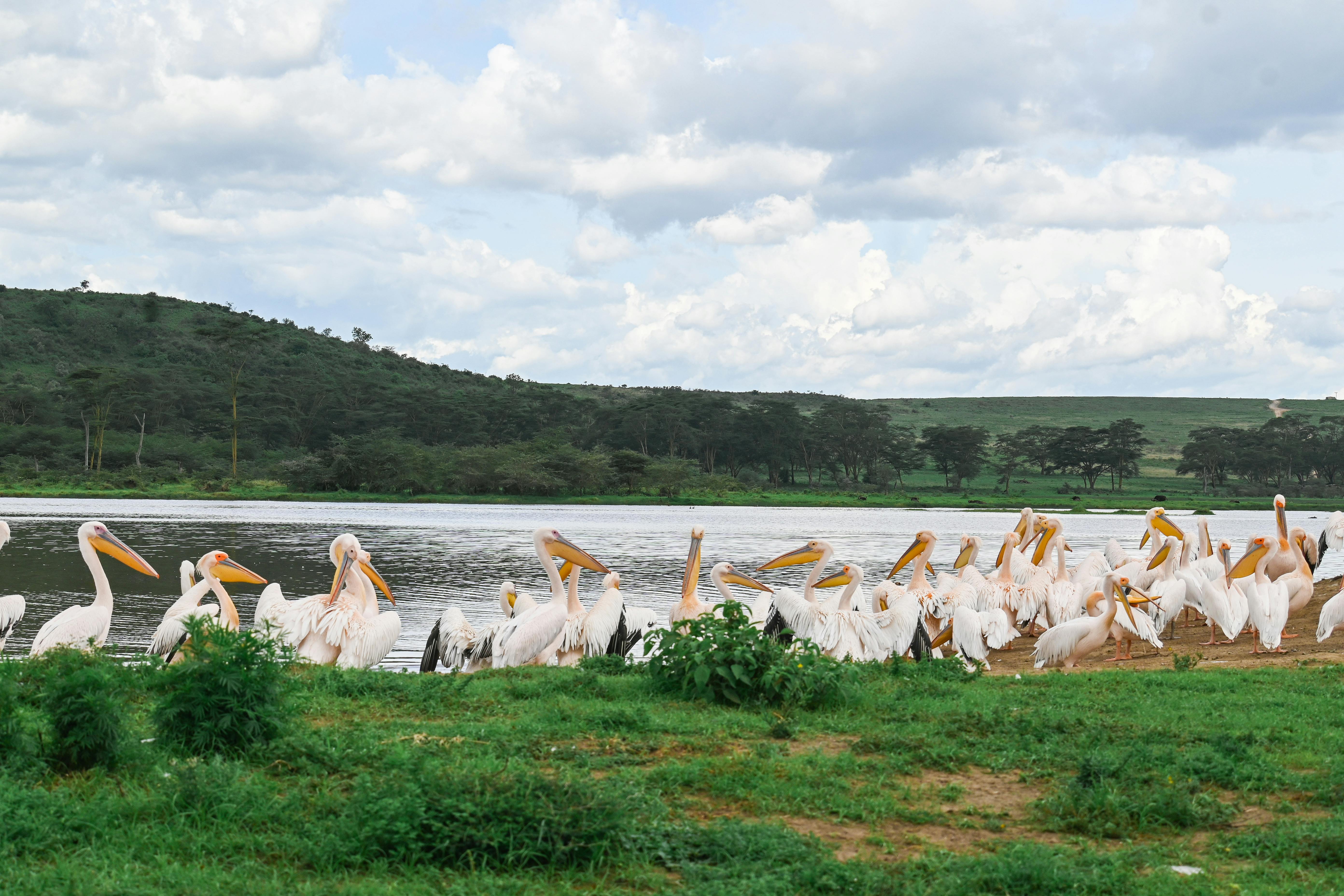 Flock of Great White Pelicans by Lake Nakuru in Kenya's lush landscape.