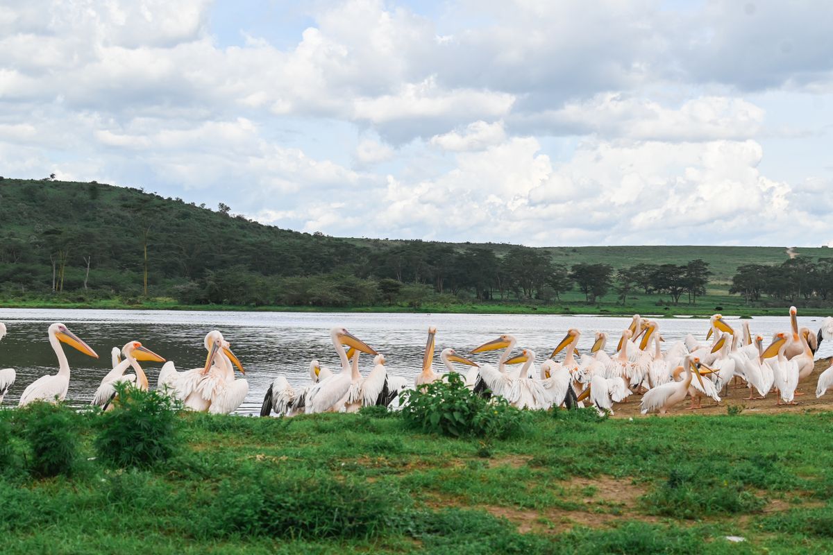 Great white pelicans on the shore of Lake Nakuru, Kenya