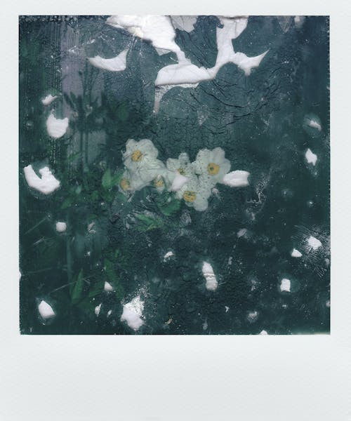 Lukisan Bunga Kelopak Putih