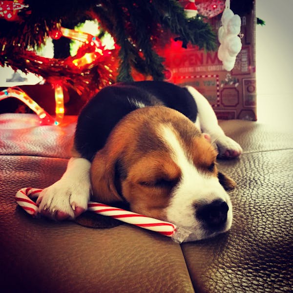 Sunset Safari Adventure