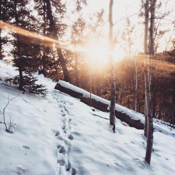 Snow-covered woodland path at sunrise in Woodland Park, CO, USA, featuring sun rays and frosty trees.