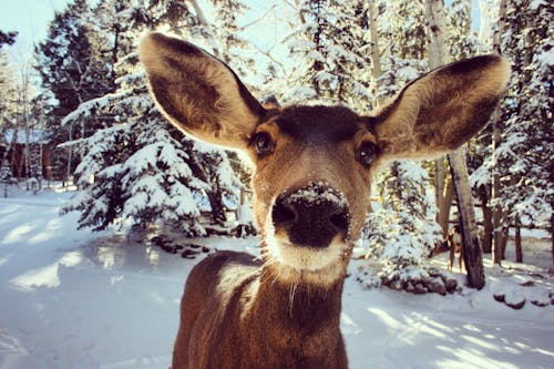 Free Brown Deer Photo Stock Photo