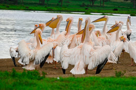 A flock of Great White Pelicans on the lakeshore at Lake Nakuru National Park in Kenya.