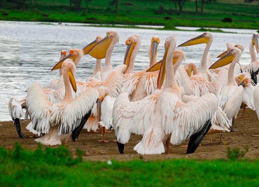 Nakuru, Kenya — skyline and landmarks · stay connected with a Nakuru eSIM from My Holiday SIM