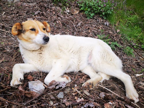 Photos gratuites de chien, chien blanc, chien couché