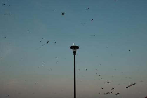 A street light with birds flying around it