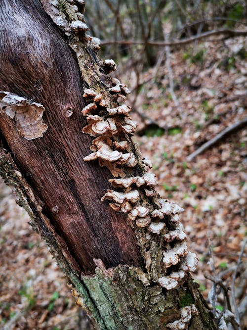 Photos gratuites de arbre, branche, champignon forestier