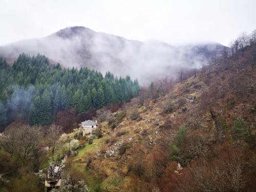 Photos gratuites de après la pluie, arbres, brume